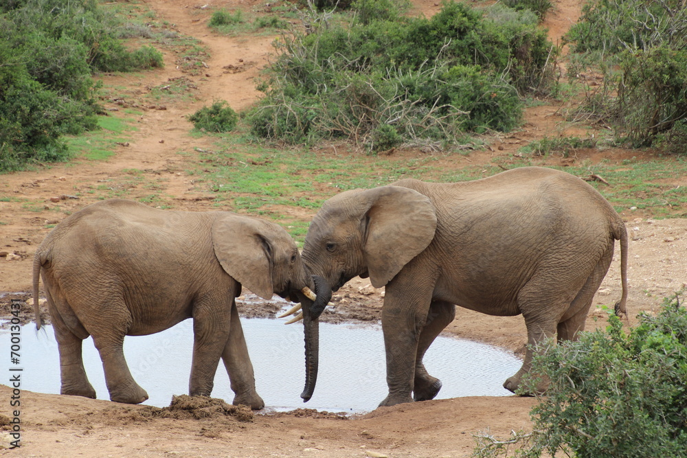 Fototapeta premium elephant, south africa