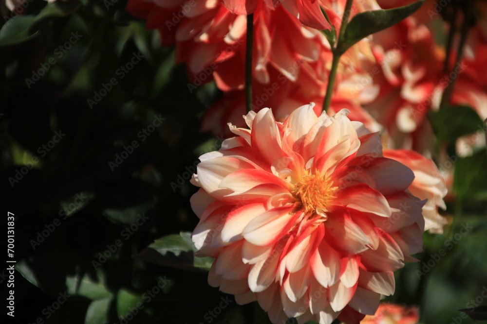 満開の赤いダリア