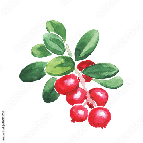 Photography Watercolor hand painted illustration of cowberry , red berries, cowberries, red