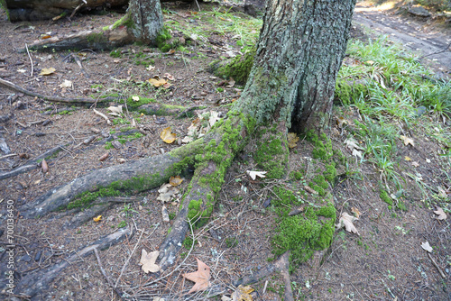 Many big and visible roots of old tree in mountain area forest close up