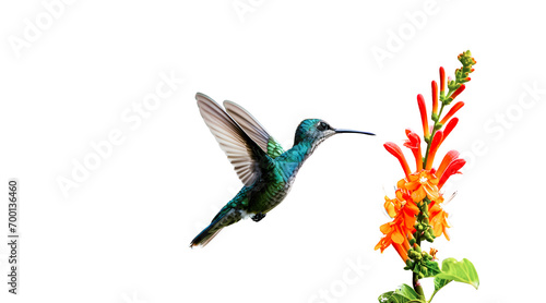 Hummingbird in flight and orange flower on white