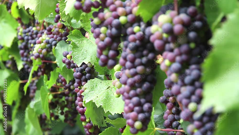 Vineyard with Harvest. Ripe bunches of dark grapes Vineyard with Harvest. Ripe bunches of dark grapes
