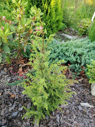 a small tender seedling of Juniperus communis Horstmann on background of beautiful brown natural stones and pine mulch. Coniferous plant with hanging branches. Landscape design photo