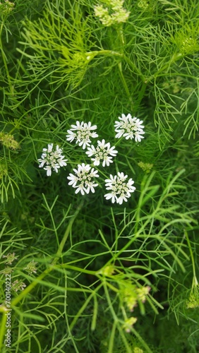 White vegetable flowers. 