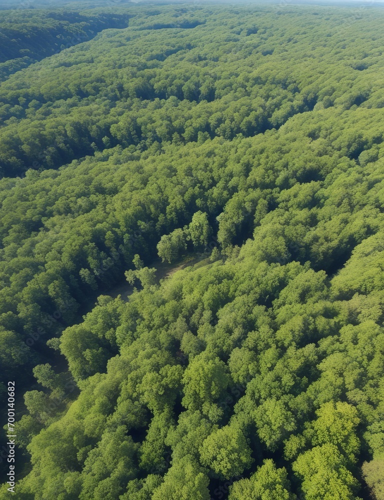 Fototapeta premium Aerial view of a forest