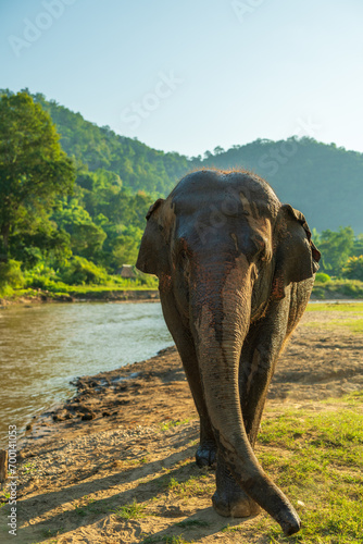 An Asian elephant walking by the river.