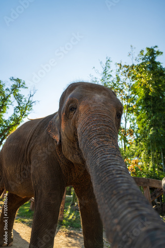 closeup of an Asian elephant  low angle view