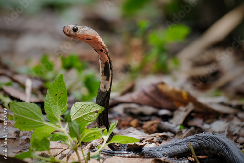 Billede på lærred snake on the ground