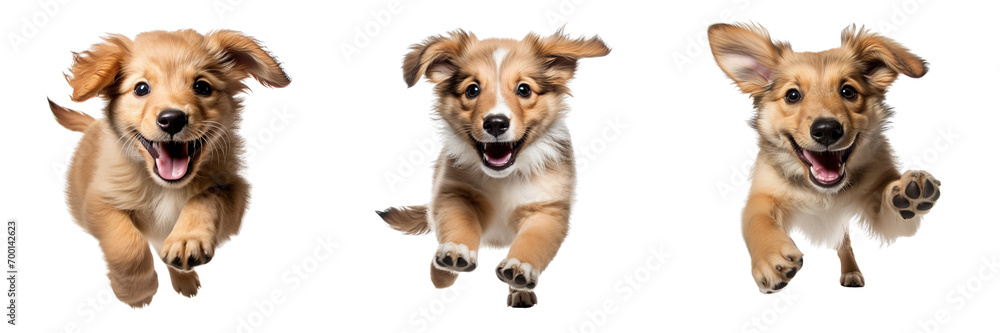 Collection of dog playing, running in motion isolated on white background