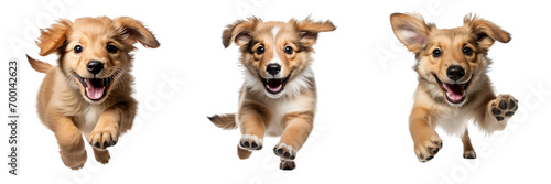 Collection of dog playing, running in motion isolated on white background