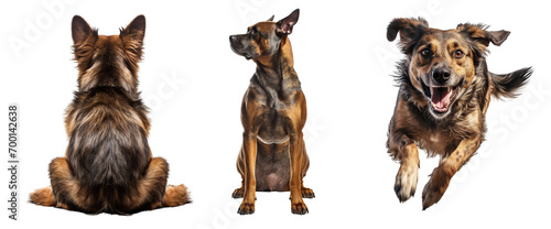 Collection of dogs isolated on white background © Luckyphotos