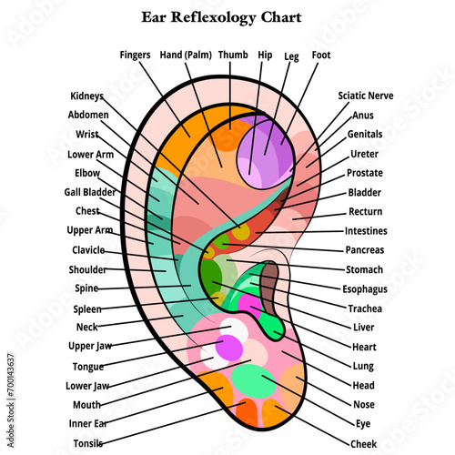 Ear reflexology chart,  Ear mapping with the description of the corresponding internal and body parts