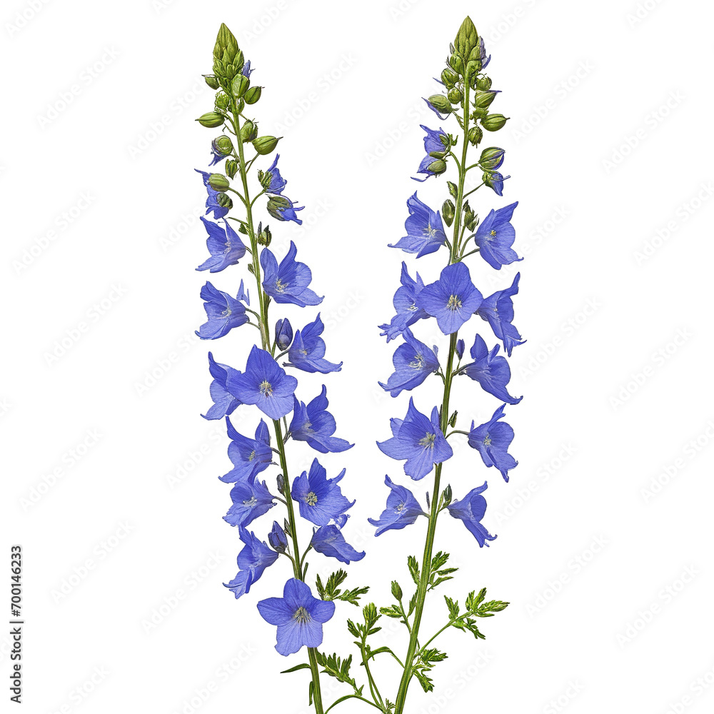 Obraz premium Digital Artwork of Consolida Ajacis Plant Isolated on White On transparent background PNG file