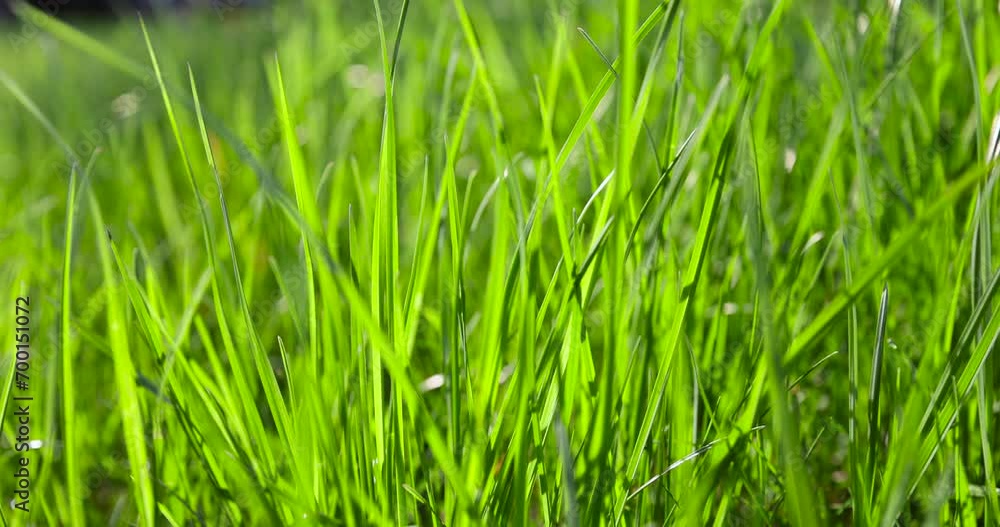 green soft grass in spring close-up, growing in a field of green grass in sunny spring weather green soft grass in spring close-up, growing in a field of green grass in sunny spring weather