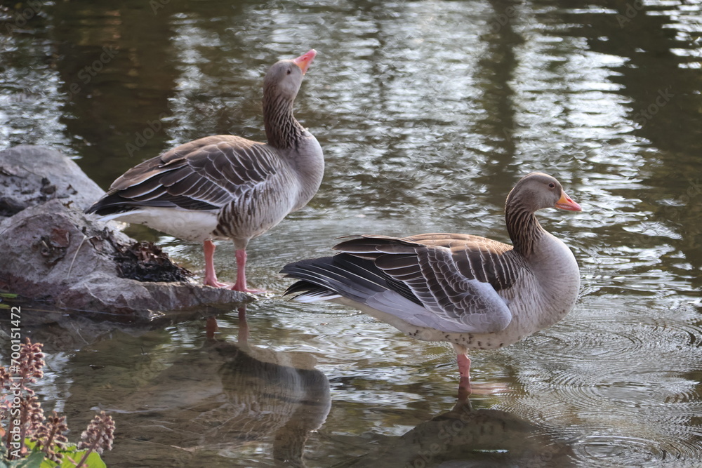 Fototapeta premium Two Geese in the pond