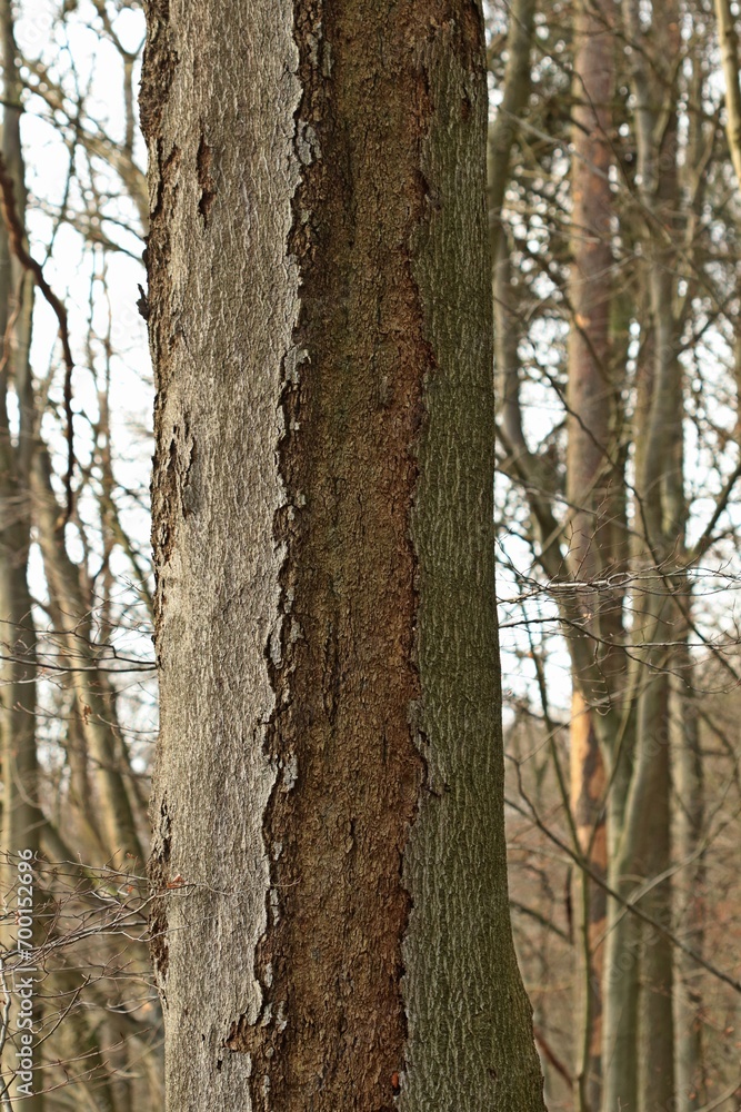Alte Buche mit Narbe nach Blitzeinschlag Alte Buche mit Narbe nach Blitzeinschlag