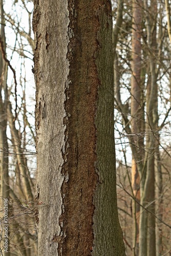 Fototapeta Naklejka Na Ścianę i Meble -  Alte Buche mit Narbe nach Blitzeinschlag