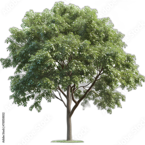 Walnut tree isolated on transparent or white background  png 
