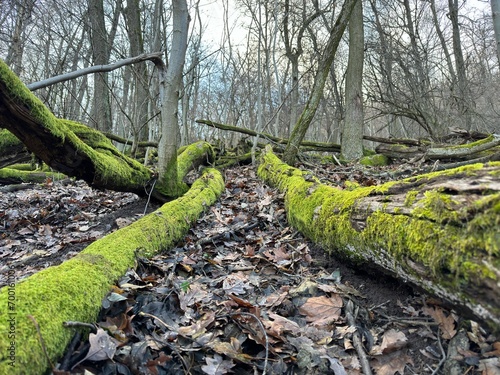 Mossy trunks photo