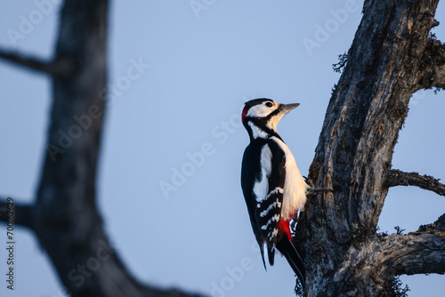 A great spotted woodpecker on a dead pine in the sun, high detail