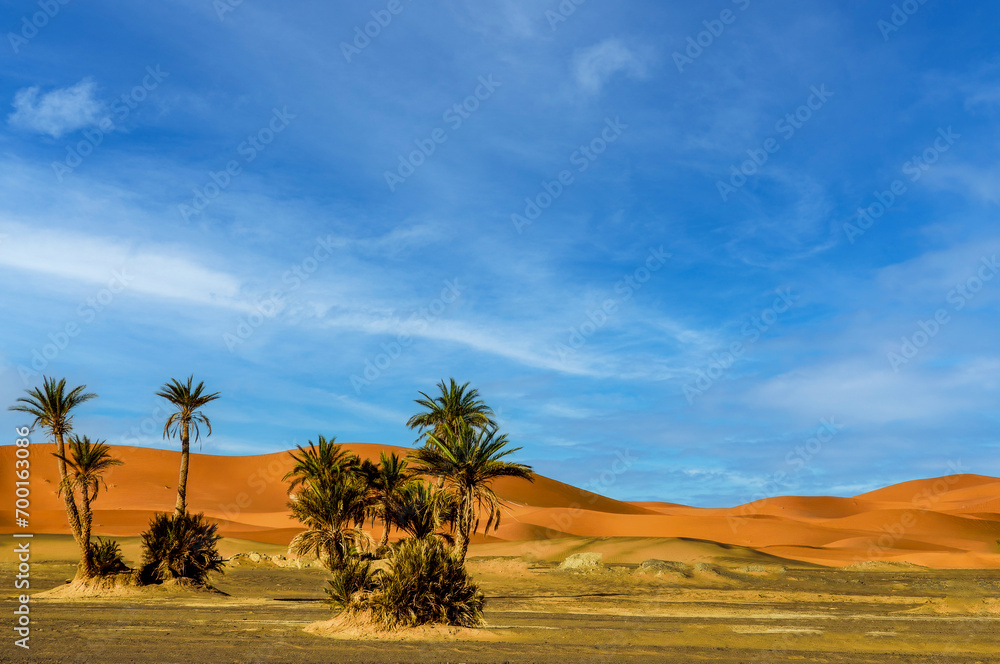 Date palm trees in the Sahara desert in the Morocco