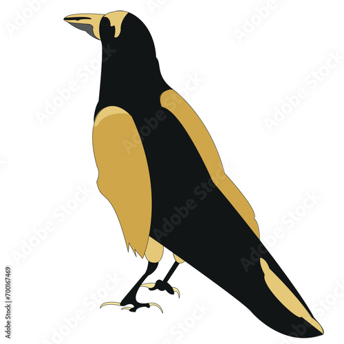 Raven, drawn in a standing position. The bird presses its wings to its body. The centenarian uses his mind in obtaining food.