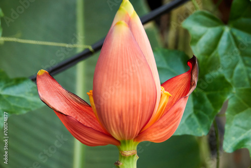 Photography Blume in bangkok