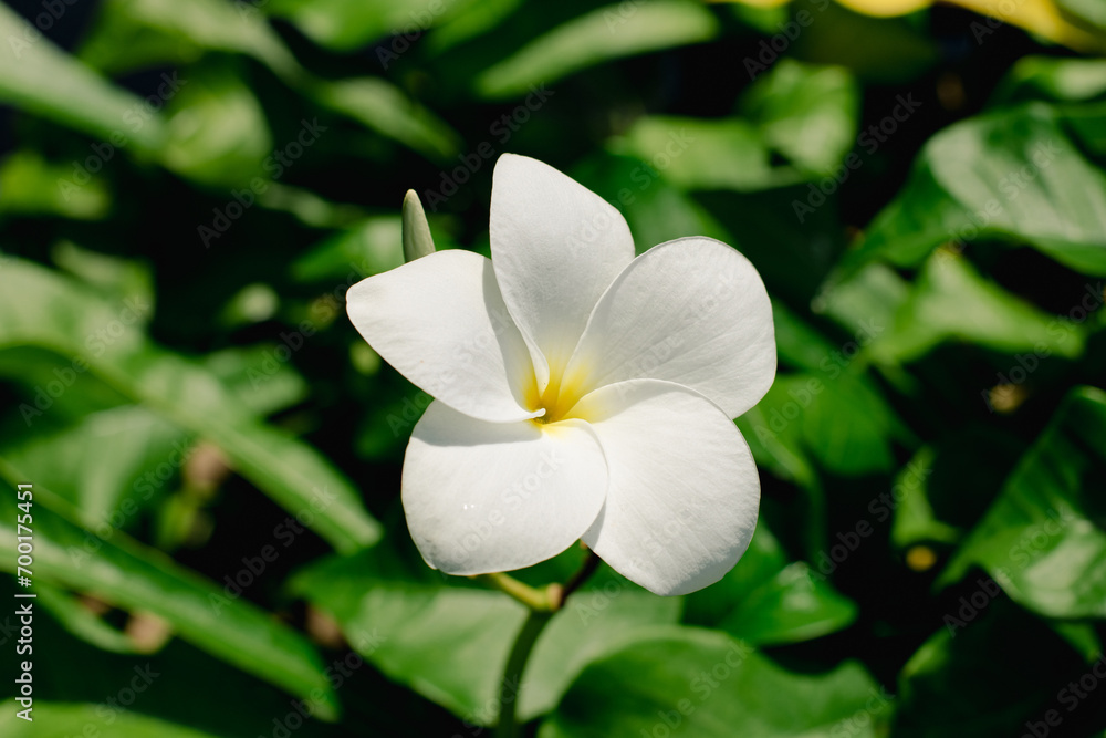 white frangipani flower close up with blurred background white frangipani flower close up with blurred background
