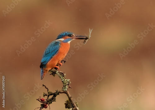 Perching Kingfisher with Fish © steve