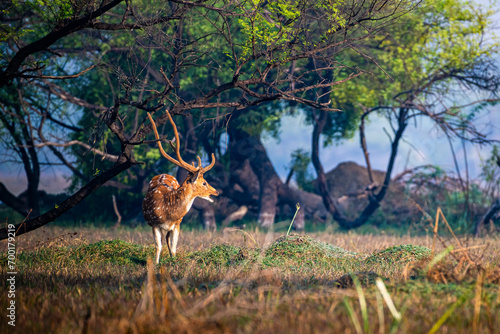 deer in the woods of Bharatpur bird sanctuary 