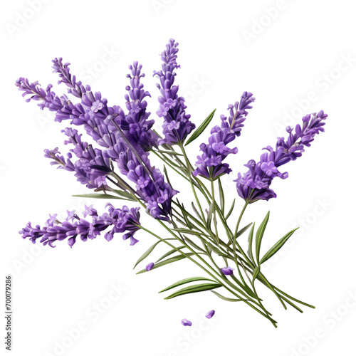isolated Lavender flowers isolated on white background