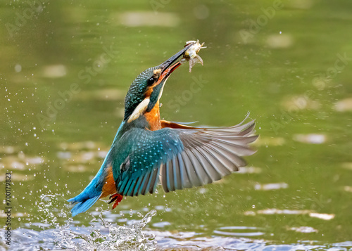 Kingfisher emerging with fish