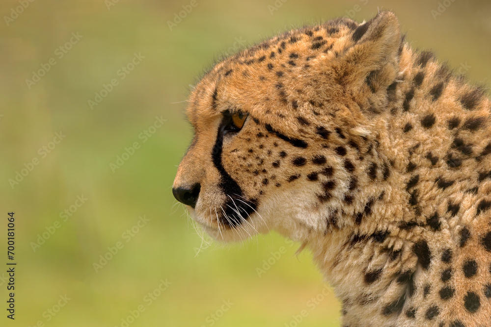Cheetah in profile Cheetah in profile