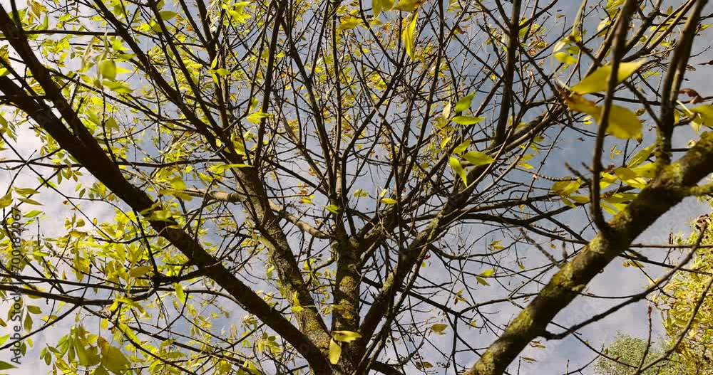 autumn changes on ash trees on a sunny day, beautiful changes in the color of ash foliage in the autumn season autumn changes on ash trees on a sunny day, beautiful changes in the color of ash foliage in the autumn season