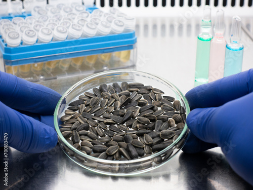 Close-up of sunflower seeds in a Petri dish being analyzed in a sterile laboratory.