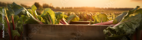 Rhubarb leafstalks harvested in a wooden box in a field with sunset. Natural organic vegetable abundance. Agriculture, healthy and natural food concept. Horizontal composition, banner. photo