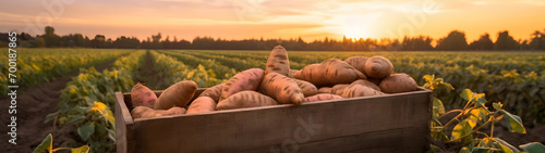 Sweet potatoes harvested in a wooden box with field and sunset in the background. Natural organic fruit abundance. Agriculture, healthy and natural food concept. Horizontal composition, banner. photo