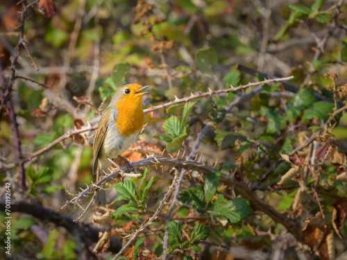 A European Robin sitting on a bush