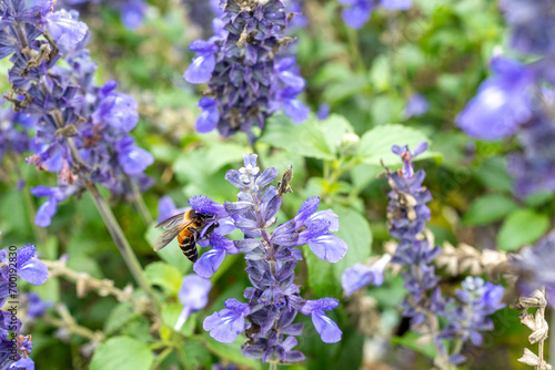 Honey bee flying and collecting nectar pollen around garden sage flowers (Salvia officinalis) in the morning. Northern, Thailand.