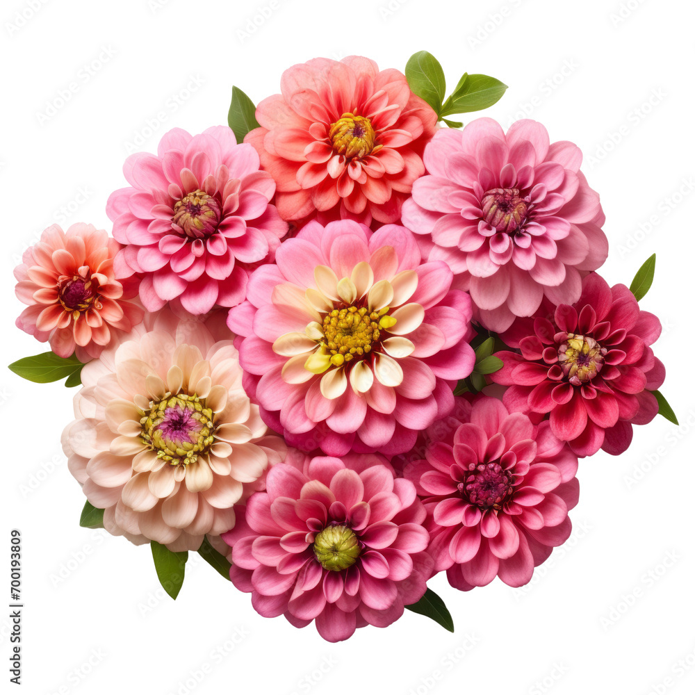 Fototapeta premium Top view many pink Zinnia flowers meaning Thoughts of absent friend (2)