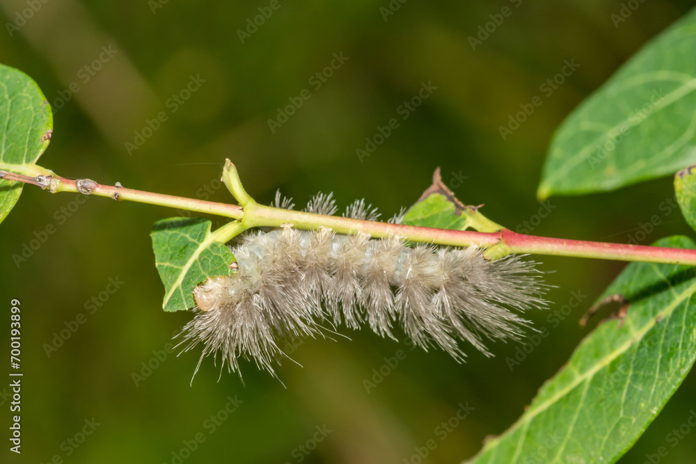 Fototapeta premium Delicate Cycnia Caterpillar - Cycnia tenera