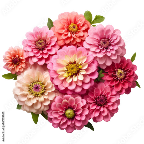 Top view many pink  Zinnia flowers   meaning Thoughts of absent friend (2)