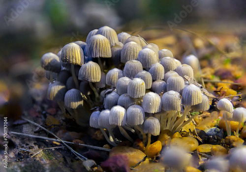 Grupo de hongos en un bosque a la luz del sol photo