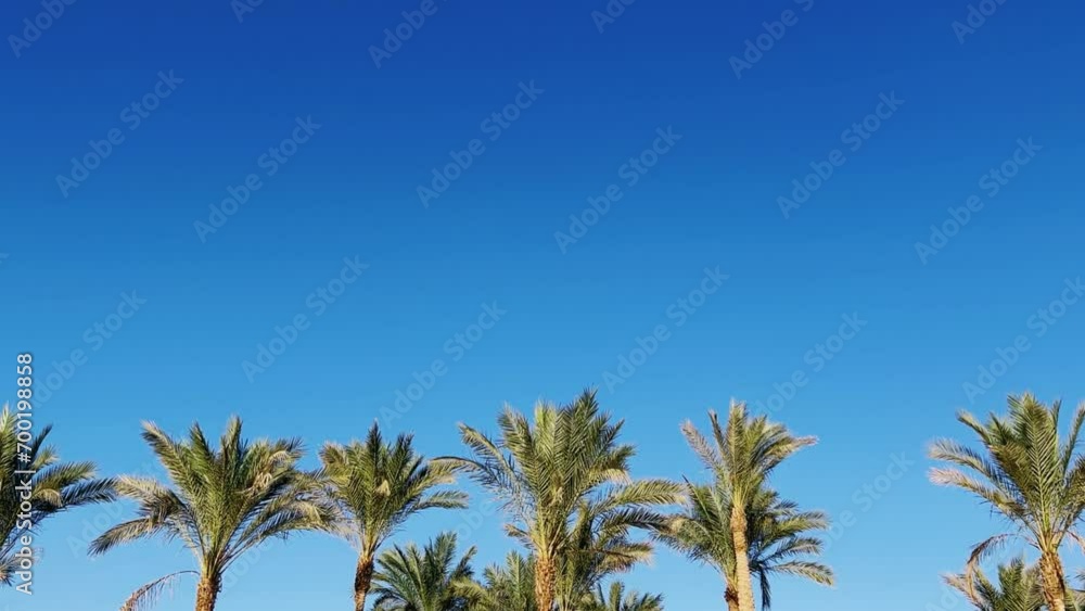 A green palm tree against a blue sky. Palm trees in the sunlight. View of palm trees against the sky with branches swaying in the wind - 4K video. Palm tree on the seashore view from below. Egypt 2022 A green palm tree against a blue sky. Palm trees in the sunlight. View of palm trees against the sky with branches swaying in the wind - 4K video. Palm tree on the seashore view from below. Egypt 2022