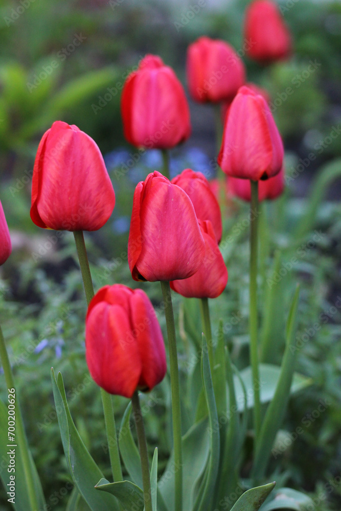 Fototapeta premium Red tulips growing in the garden.
