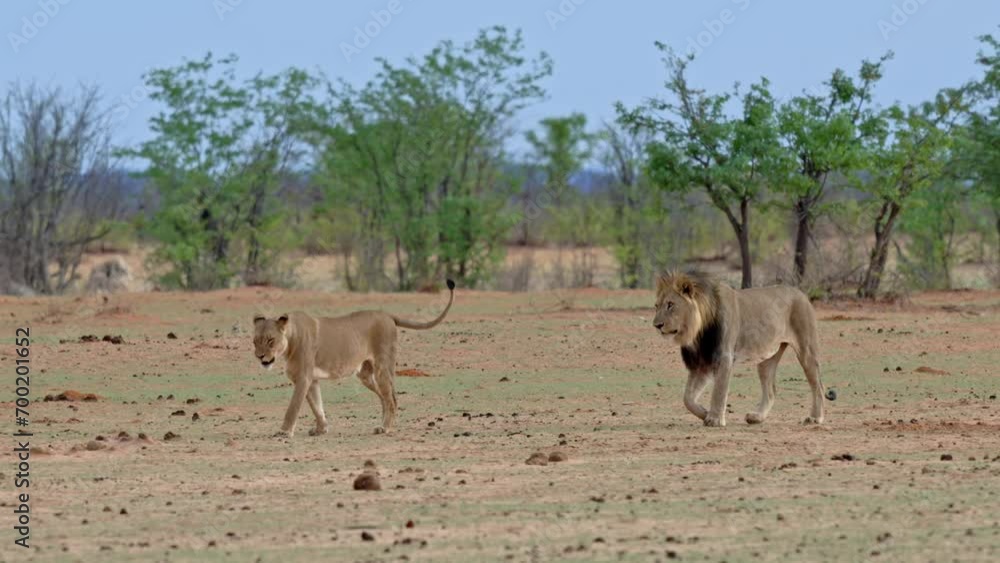 walking lion couple (panthera leo), Etosha National Park, Namibia, Africa walking lion couple (panthera leo), Etosha National Park, Namibia, Africa