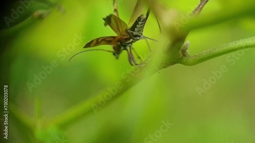 round-necked long-horned beetle or called Chlorophorus, this insect is a genus belonging to the family Cerambycidae