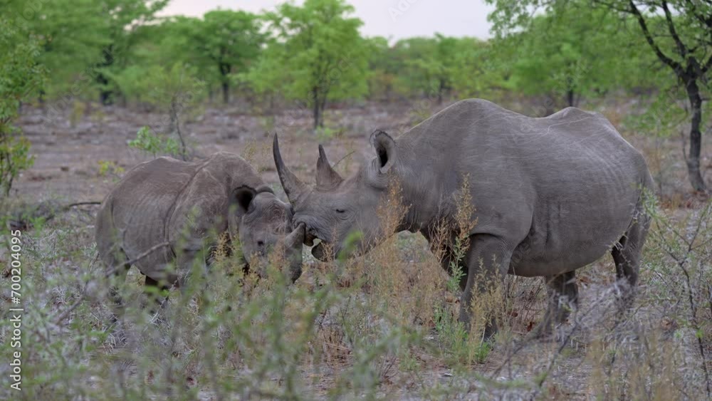 Black rhinoceros (Diceros bicornis), Etosha National Park Black rhinoceros (Diceros bicornis), Etosha National Park
