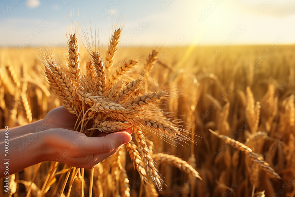 Hands holding a handful of ripe wheat ears in a wheat field close up lit by the rays of setting sun. Harvest of a wheat. - obrazy, fototapety, plakaty 