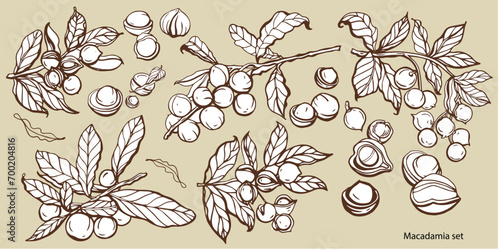 Isolated vector set of macadamia in vintage style. Hand drawn leaves and natural healthy food nut pieces collection. Diet snack vector illustration. Ingredient for nut butter and paste.